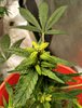 mutation #3.jpg