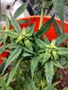 mutation #4.jpg