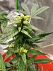 Mutation #5.jpg