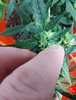 mutation6.jpg
