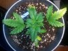 20130824_195837.jpg