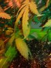 leaf curl 002.jpg