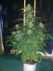 AUTO MOBY DICK_8-26-13 1.jpg