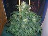 AUTO MOBY DICK_8-26-13 2.jpg