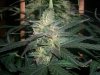 AUTO MOBY DICK_8-26-13 3.jpg