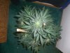 AUTO MOBY DICK_8-26-13 6.jpg