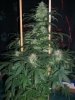 AUTO MOBY DICK_8-26 13 5.jpg