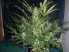AUTO CHEESE_8-26-13 1.jpg