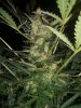 AUTO CHEESE_8-26-13 2.jpg