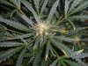 AUTO CHEESE_8-26-13 3.jpg