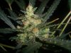 AUTO CHEESE_8-26-13 4.jpg