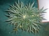 AUTO CHEESE_8-26-13 5.jpg