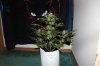 AUTO GREEN POISON_8-25-13 1.jpg