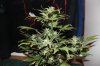 AUTO GREEN POISON_8-25-13 2.jpg