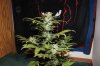 AUTO GREEN POISON_8-25-13 4.jpg