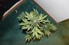 AUTO GREEN POISON_8-25-13 6.jpg