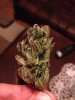 RA nug .. .jpg