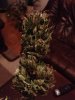 RA nug 1.jpg