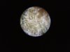 RA trichome fresh ... .jpg