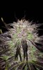 BBxNL (auto) (78) . .jpg