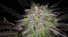 BBxNL (auto) (78) ....jpg