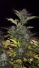 BBxNL (auto) (78) .... .jpg