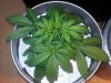 20130826_200538.jpg