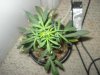 DSC02325.jpg