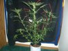 BLUE DREAM_8-27-13 1.jpg