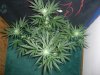 BLUE DREAM_8-27-13 2.jpg