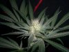 BLUE DREAM_8-27-13 3.jpg