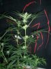 BLUE DREAM_8-27-13 4.jpg