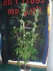 GSC_8-27-13 1.jpg