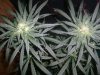 GSC_8-27-13 2.jpg