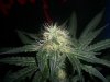 GSC_8-27-13 3.jpg