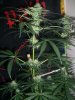 GSC_8-27-13 4.jpg