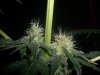 GSC_8-27-13 5.jpg