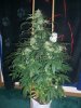AUTO MOBY DICK & SISSY DISSY_8-27-13 1.jpg