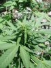 BigChaze bud1.jpg