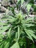 sch bud1.jpg