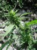 sch bud2.jpg