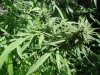 SatiCh Bud.jpg