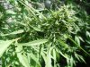 SatiCh Bud2.jpg
