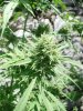 SatiCh Bud3.jpg
