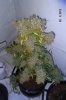 DSCF0753.jpg
