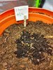 meph3bog replANT sprout.jpg
