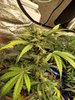 big bud 3.jpg