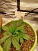 freshly topped wedding cake.jpg