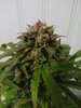 IMG_20220123_135756573.jpg