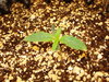 Grow 03 Day 06.JPG